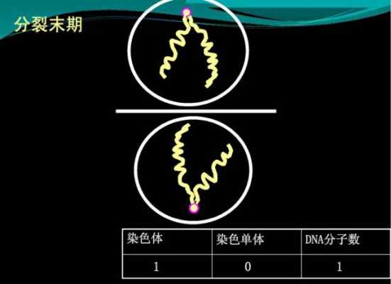 能使染色体着色的染料有_使染色体着色的溶液-图1