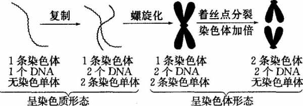 能使染色体着色的染料有_使染色体着色的溶液-图3