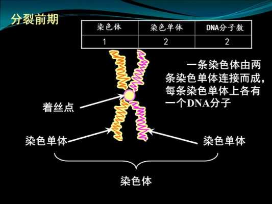 能使染色体着色的染料有_使染色体着色的溶液-图2