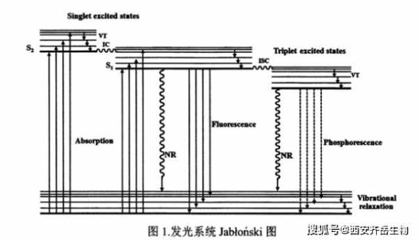 荧光染料染色部位,荧光染料染色原理 -图3