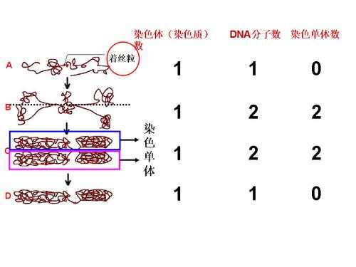 dna和染色体实验染料_dna染色质与染色体的关系-图1