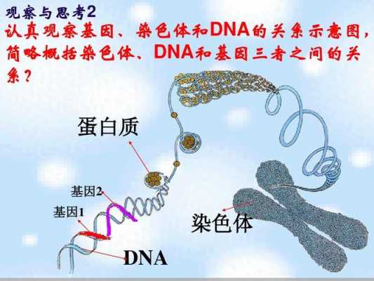 dna和染色体实验染料_dna染色质与染色体的关系-图2