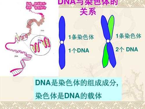 dna和染色体实验染料_dna染色质与染色体的关系-图3