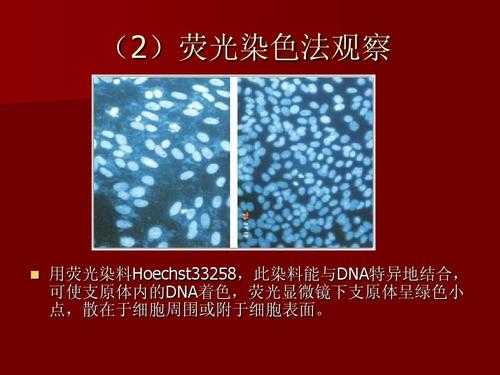 荧光染料染色部位在哪一层-图3