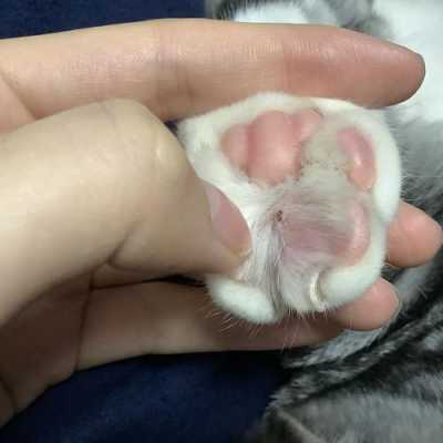 猫指甲红血丝修复多少钱,猫咪指甲红血丝 -图3