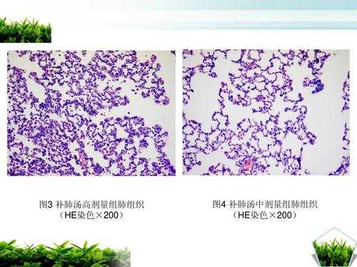 he染色中的碱性染料是-图3