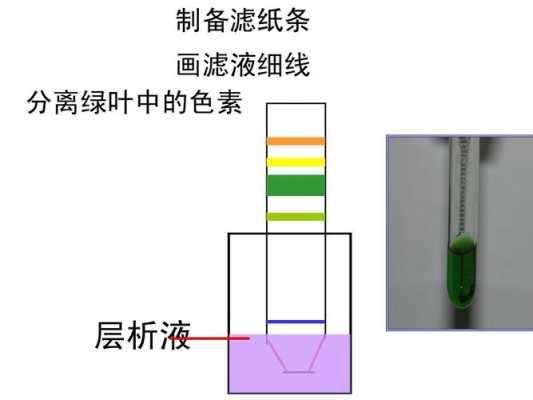  染料染色的实验原理「染料染色的实验原理和方法」-图3