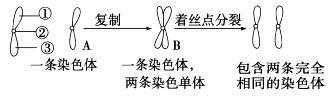 能使染色体着色的染料是,用什么染料使染色体着色 -图1