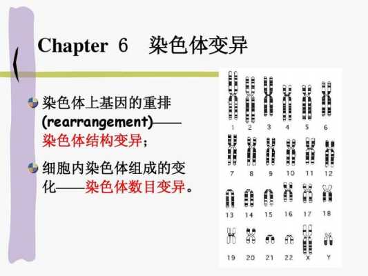 吖啶类染料造成染色体畸变,吖啶类染料诱变机理 -图2