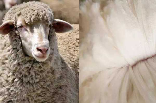 羊毛通常采用酸性染料染色吗 羊毛通常采用酸性染料染色-图3