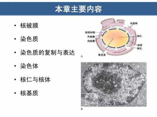 仅仅使用核染色染料（染色质只存在于细胞核）-图2