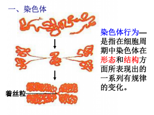 染色体与碱性染料的原理区别-染色体与碱性染料的原理-图2