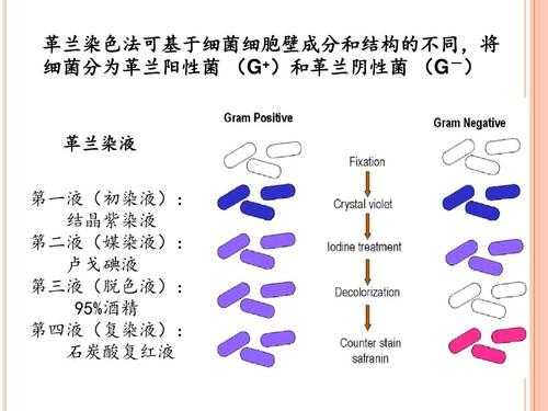 革兰氏染色最后一步的染料（革兰氏染色每一步的目的）-图2