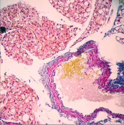 纤维素染色常用染料_纤维素染色 生物学-图1