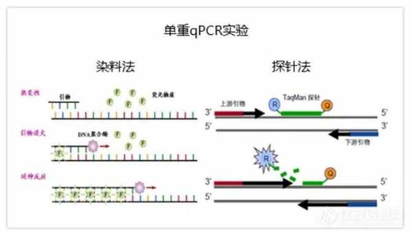 荧光染料活体染色法原理,荧光染料细胞活性检测 -图2