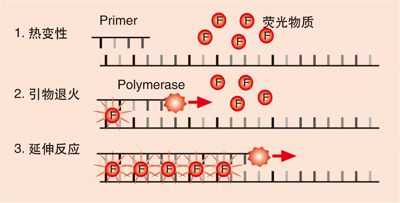 荧光染料活体染色法原理,荧光染料细胞活性检测 -图1