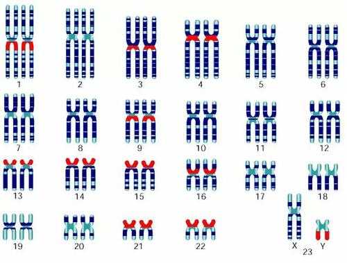 常见碱性染料染染色体,常见碱性染料染染色体有哪些 -图2