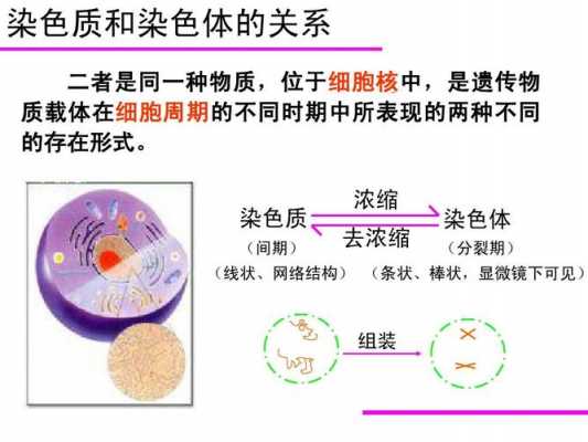 染色质和染色体都易被碱性染料染成深色吗 染色质和染色体碱性染料-图1