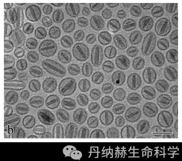  染料染色阿霉素「阿霉素活死染色重合」-图3