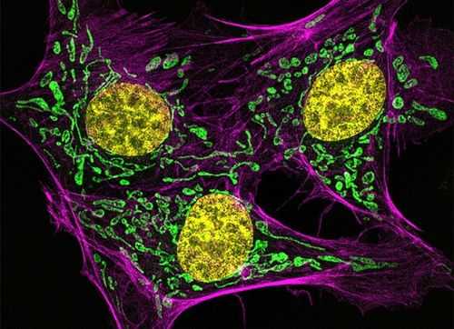  线粒体用什么染料染色最好「线粒体用什么染色剂」-图1