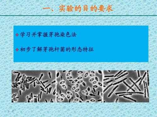  芽孢染色法的染料「芽孢染色的原理是什么?用一般染色法是否能观察到芽孢」-图3