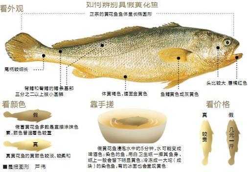 黄鱼染料染色违法吗,黄鱼染色用什么染色 -图1