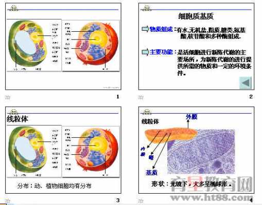 细胞质的染色原理是-细胞质染色染料-图3