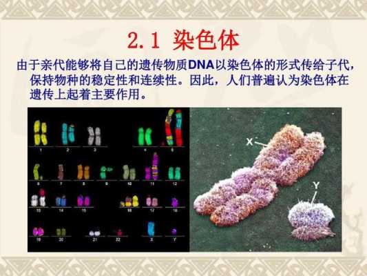  染色体染料与DNA染料「染色体与dna的区别」-图2