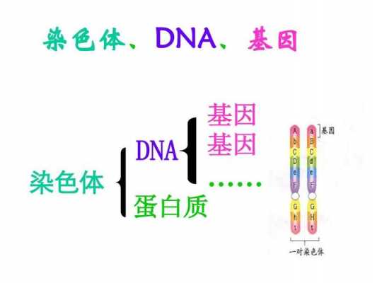  染色体染料与DNA染料「染色体与dna的区别」-图1