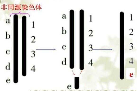 由一条染色体组成的染料-图3