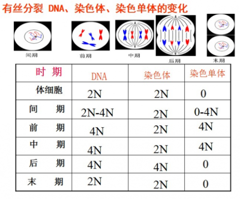 染色体被碱性染料染色-dna被碱性染料染色时间-图1