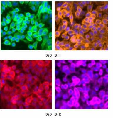 细胞膜染色剂-DIO细胞膜染料染色DLD1细胞-图1