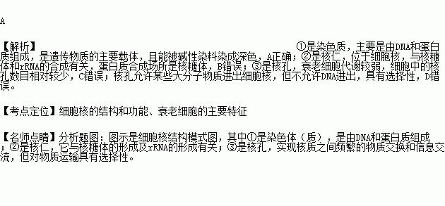 核糖体用碱性染料染色_核糖体与染色质的关系-图1