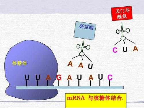 核糖体用碱性染料染色_核糖体与染色质的关系-图3