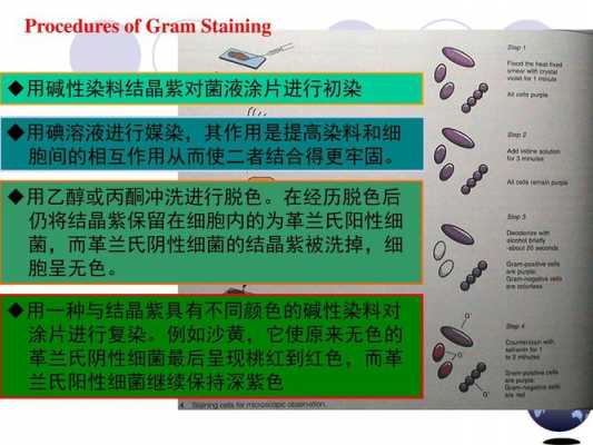 细菌常用碱性染料染色,用什么碱性染料对细胞染色 -图3