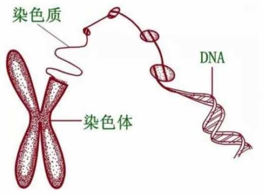 为什么染色体碱性染料,染色体为什么用碱性染料染色 -图3