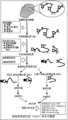 瑞氏染色染料沉积（瑞氏染色的原理和影响因素）-图2