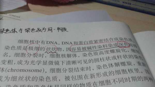 为什么染色质容易被碱性染料染成深色 染色体为什么用碱性染料进行染色-图3