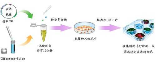 转染细胞怎么选染料的染色,转染细胞筛选 -图1