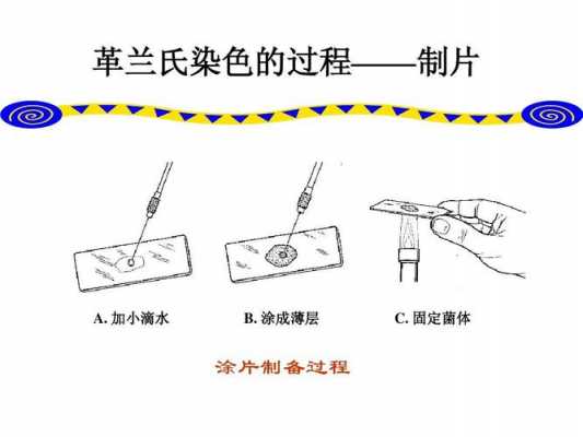 革兰染色所用的染料是什么颜色_革兰染色的原理和步骤分别是什么?-图1