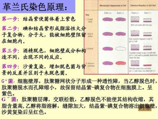 革兰染色所用的染料是什么颜色_革兰染色的原理和步骤分别是什么?-图2