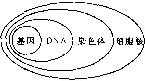 染色体能用碱性染料染色吗 染色体能用碱性染料染色-图3