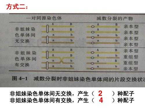 使染色体染色的染料_能使染色体着色的试剂-图3