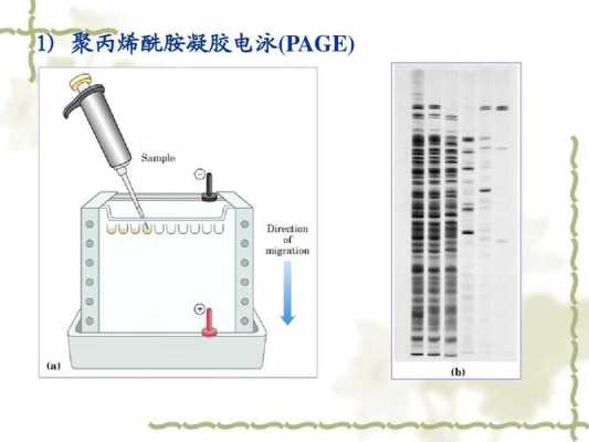 电泳后染色染料的名称（电泳中染色液的作用）-图2