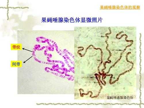  观察染色体实验的染料是「观察染色体用什么染色?」-图2