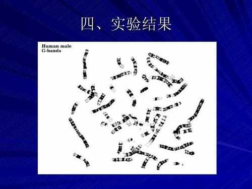  观察染色体实验的染料是「观察染色体用什么染色?」-图3