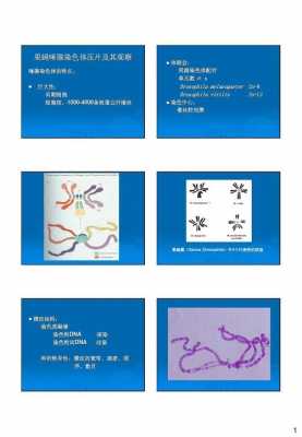 观察染色体用酸性染料对吗-图3