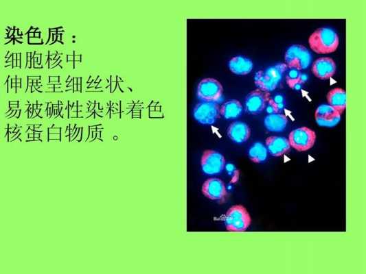 常染色质碱性染料着色浅_常染色质碱性染料着色浅还是深-图3