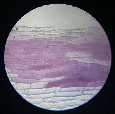 植物染料洋葱染色实验原理-图1