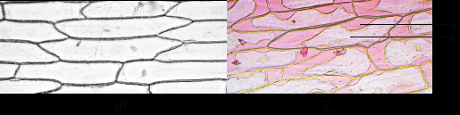 植物染料洋葱染色实验原理-图2